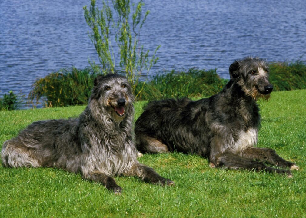 #33. Scottish deerhound (tie)